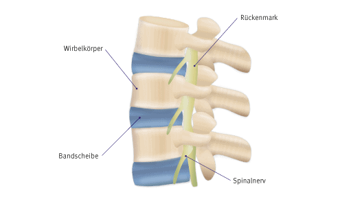 Die Wirbelsäule besteht unter anderem aus Wirbelkörpern, Bandscheiben, Nerven und dem Rückenmark