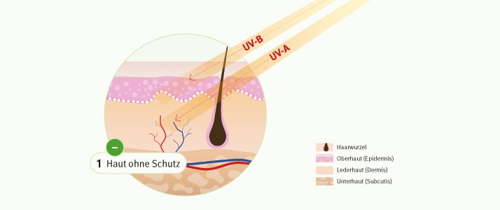Auf ungeschützte Haut treffen Sonnenstrahlen. Die UV-B- und UV-A-Strahlen dringen tief ein.